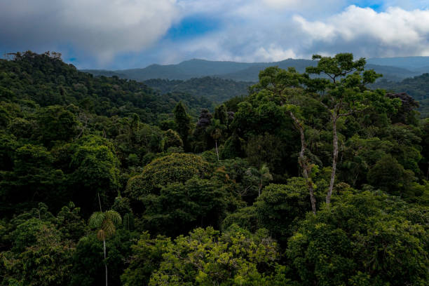 Lush green rainforest canopy with a river below